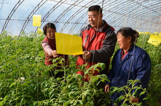 平泉县推广农业新技术 提高农产品质量安全