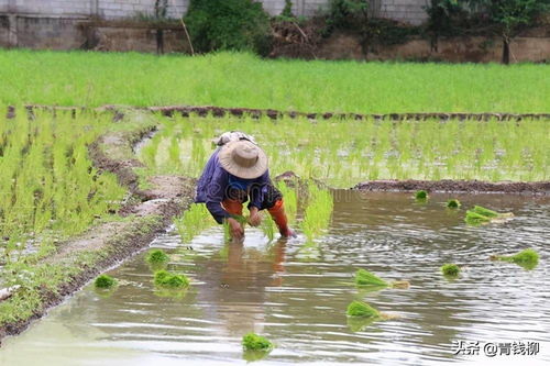 黑龙江宝清农业技术推广及水稻栽培技术
