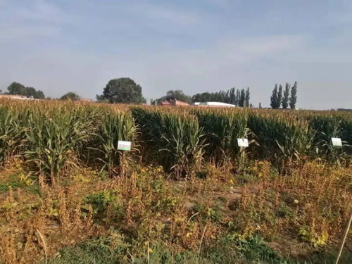 土右旗推广 玉米 大豆带状复合种植技术 助农增收