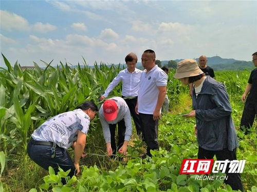 全国农技推广中心调研桃江县大豆玉米带状复合种植