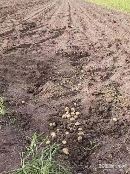 收土豆种萝卜 头伏到,农作物们 急生长